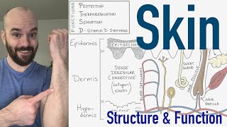 Integumentary System  Structure and Function of the Skin [upl. by Curhan724]