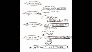 Types of flagellar arrangement in 🦠 bacteria 🦠🦠🦠🦠🦠🦠🦠🦠🦠🦠 [upl. by Esened]