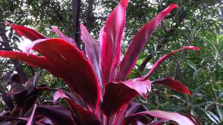 Cordyline fruticosa rubra  Palm Lily HD 04 [upl. by Inalej808]