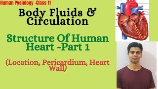 Structure Of Heart Part 1 Location Pericardium Heart WallClass 11thNEET [upl. by Eisdnyl]