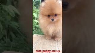 Cute 🐶 pomeranian puppy 56kviralshorts [upl. by Barbra]