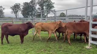 FOR SALE LOT 8 – 16 Droughtmaster Heifers and Cows [upl. by Ralyat860]