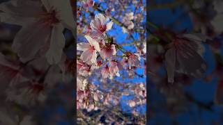 桜の季節がもう終わろうとしてる気がする ヨルシカ オリジナル曲 桜 さくら 桜の季節 ピンクに染まるおすすめ おすすめにのりたい [upl. by Nylirej741]