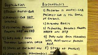 Comparison of Fatty acid biosynthesis and degradation [upl. by Taryne]