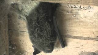 Wildlife Monthly April  Bats Pipistrelle [upl. by Anirbas]