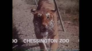 Chessington Zoo [upl. by Greysun366]