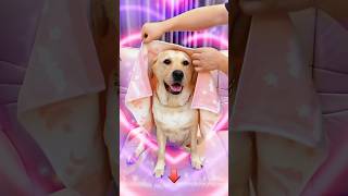 Bobi new short video for you doglover fishfood popikitchenwithvillagefoodfishrecipes 🐕‍🦮🙏👆 [upl. by Meris304]