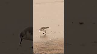 Sanderling [upl. by Alitha]