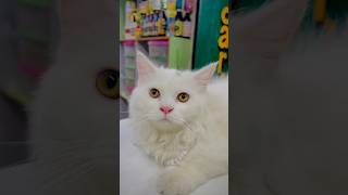 White persian Cat 🐈 click👆 link for full videospringblossomchannel shorts cat persiancat viral [upl. by Aem465]