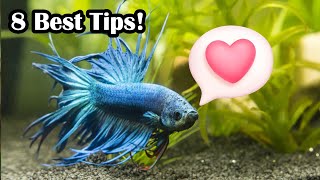 How To Create A Bond With Your Betta Fish [upl. by Enoitna169]