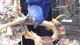 Zakiya  Hyacinth Macaw [upl. by Bedell]