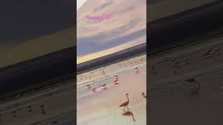 Andean flamingos at Laguna Colorada Bolivia Daily Home Screen wallpaper naing100 [upl. by Hplodur]