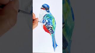 Pintó un tocororo cubano en acuarela art watercolor birdpainting watercolortutorial [upl. by Lody547]