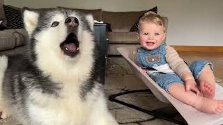 Adorable Baby Boy And Husky Howl Together Cutest Ever [upl. by Laurence920]