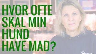 Hvor ofte skal min hund have mad [upl. by Aynatal]