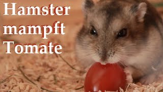 Hamster mampft Tomate [upl. by Anirret]