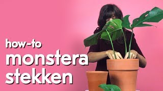 Hoe maak je stekken van een monstera [upl. by Jo Ann]