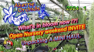 Akerne Orchids 20241 🌸 Whats in bloom now 🌸 Open Nursery weekend INVITE 🌸 Unpacking a MINI HAUL [upl. by Bellamy426]