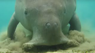 Dugong dugonsea cow digging sea grass [upl. by Mccord]