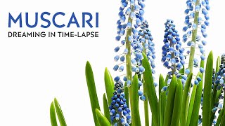 Blue Muscari  Grape Hyacinth Flowers Blooming  Daily Timelapse Clip [upl. by Giordano]