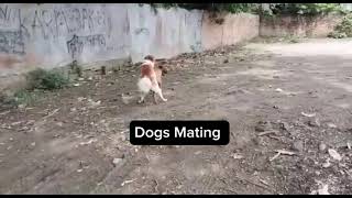 crazy dog mating [upl. by Blood]