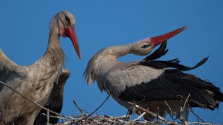 From storks life Part 1 Z życia bocianów cz 1 [upl. by Ahsyekal]