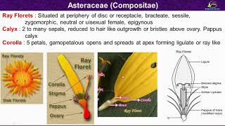 Asteraceae Family Characters Morphological and Floral Characters of Asteraceae Family Compositae [upl. by Donia]