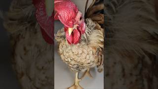 My honey rooster love for his selfie japanesebantom bantam [upl. by Nakada]