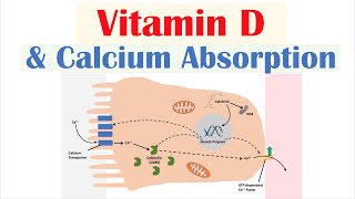 Vitamin D and Calcium Absorption  Biochemistry Lesson [upl. by Elery738]