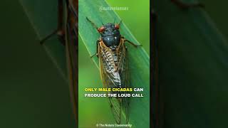 Cicada  The Loudest Insect On Earth [upl. by Mongeau497]