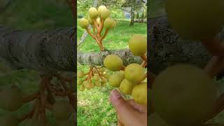 Durian Mandong durio connatusduriansukabumi [upl. by Lebiram]