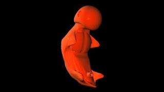 Child Birth Fetal Development Stage  3D Animation [upl. by Currie]