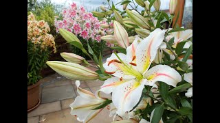 Our top 10 lily varieties including giant tree lilies and how to plant them in borders or pots [upl. by Mena]