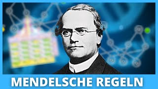 Die Mendelschen Regeln  Das musst du wissen [upl. by Izogn595]