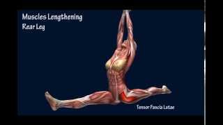 How to Front Split Hanumasana Muscle Anatomy Training Program EasyFlexibility [upl. by Ahsikal]