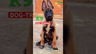 🔥 Puppy Training Essentials for Belgian Malinois dog malinois dogtraining belgiummalinois k9 [upl. by Airbmac]