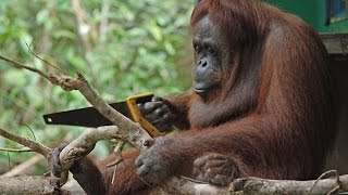 Robot Orangutan Vs Wild Orangutan Sawing Duel [upl. by Klatt]