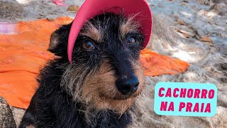 POSSO LEVAR MEU CACHORRO À PRAIA Dicas essenciais para levar seu pet à praia 🐾 [upl. by Imoin]