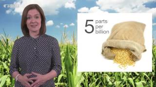 Mycotoxin reduction in cereal grains [upl. by Eimmelc]