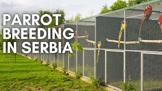 Parrot Breeding in Serbia  A Hidden Gem in Aviculture Your Parrot Birdfood Macaws amp Co [upl. by Katz970]