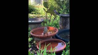 Singing Honeyeater [upl. by Lienhard]