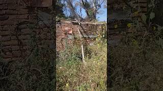 Ruinas dela casa donde vivía mi tía Rosa Maldonado en el saucillo de juanacatlan Jalisco México 4 [upl. by Neill320]