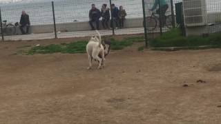 Dogo arjantin ve pitbull dogo argentino vs pitbull [upl. by Howenstein122]