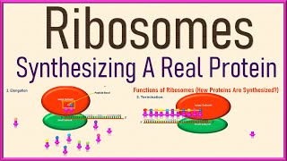 Ribosomes Cell Biology  Structure and Function  Protein Synthesis 3d Animation [upl. by Rochus]