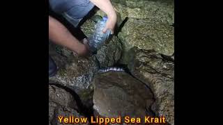 Erabu Sea Snake  Laticauda colubrina  Yellow Lipped Sea Krait  Released by Gung Adi [upl. by Sclater]