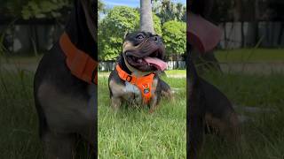 ฮาเนสที่เหมาะมาก Jaiko ไจโกะ じゃいこ หนูยิ้มThesimpledog bully americanbullyexotic [upl. by Hewes]