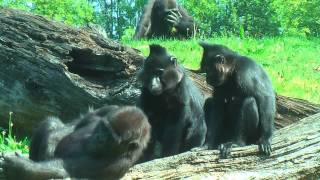 INTERACTION BETWEEN GORILLAS AND MANGABEYS [upl. by Dalston]