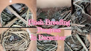 Finch Breeding Progress in December BirdsAdda finch [upl. by Memberg826]