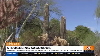 Annual census shows how saguaros are impacted by heat [upl. by Handy271]