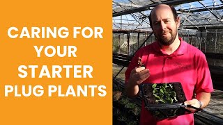 How to Caring for your Starter Plug Plants [upl. by Dawes]